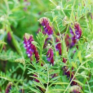 Hairy-Vetch cover crop by walts organic fertilizers