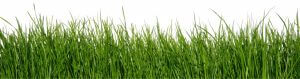 overseed lawn-by walts organic fertilizers