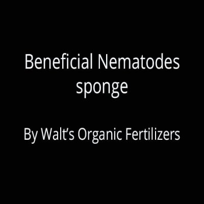 Beneficial Nematodes Sponge