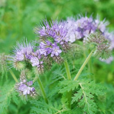 Lacy-Phacelia-Seed-by-walts-organic-fertilizers