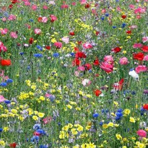 Northwest-Wildflower-Mix-by-walts-organic-fertilizers