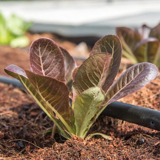 Moisture Retention Archives - Walt's Organic Fertilizer Co.