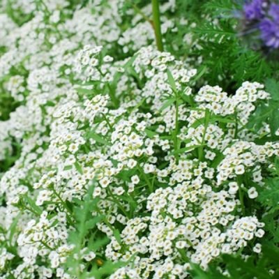 sweet-alyssum-seed-by-walts-organic-fertilizers