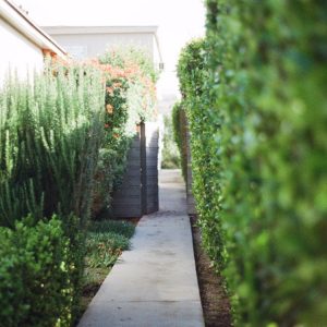 shaping bushes at walts organic landscaping