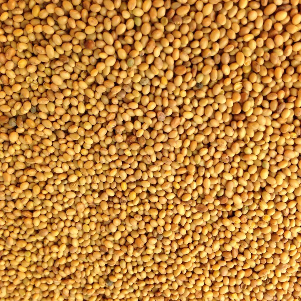 семена люцерны фото