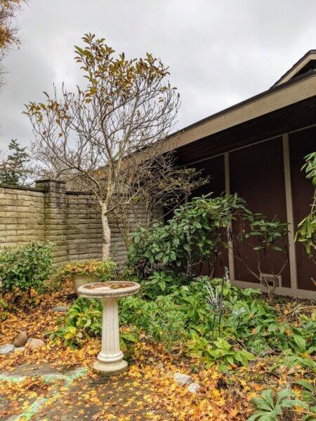 bird-bath-evergreen-winter-interest