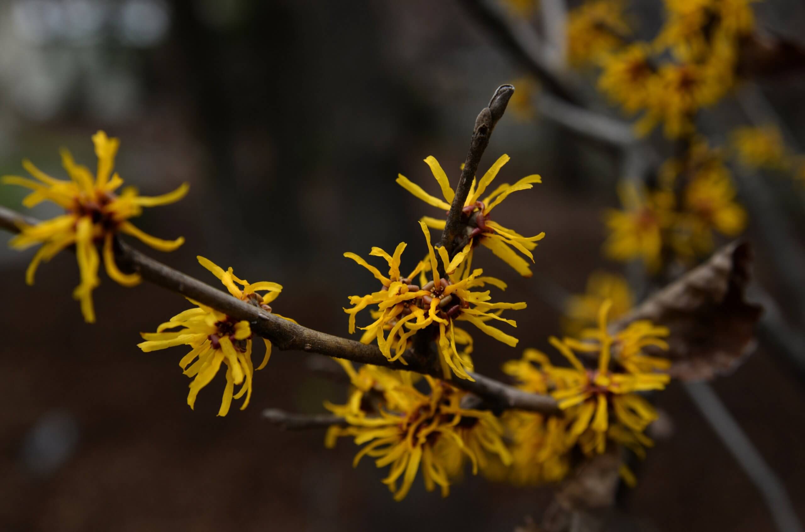 Where Did Witch Hazel Come From