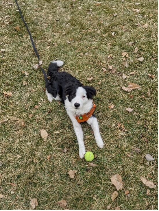 Nimbus-the-border-collie-is-just-happy-to-be-outside-walts-organic-fertilizer